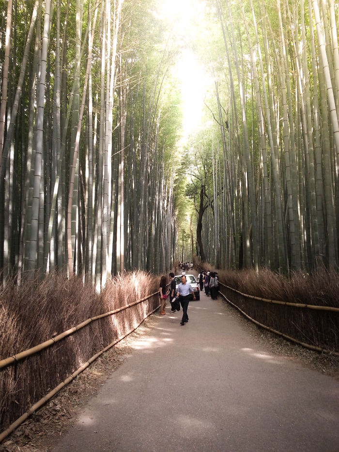 Bamboo Forest In Japan