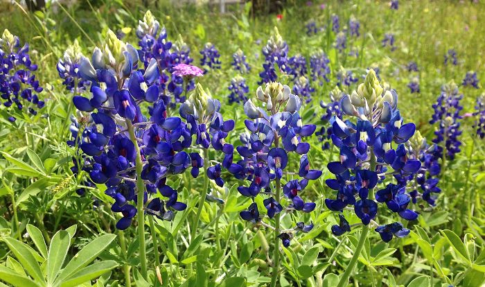 Texas Bluebonnets!!