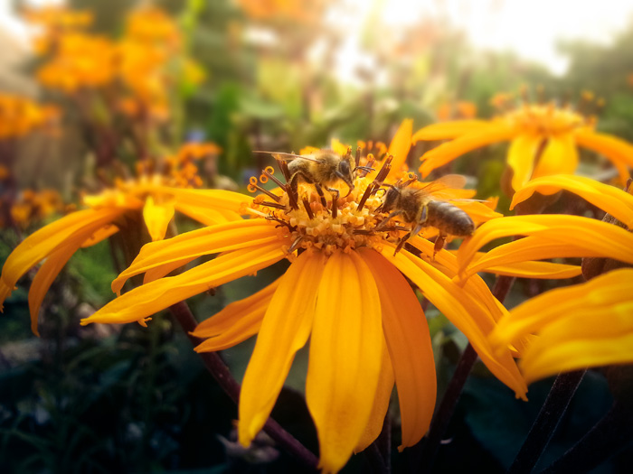 Two Bees Stealing Honey (Note 2)