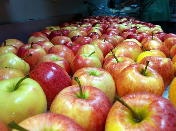 200 Hand Washed Apples