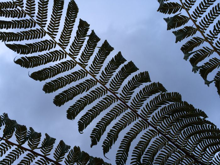 Ferns Sky