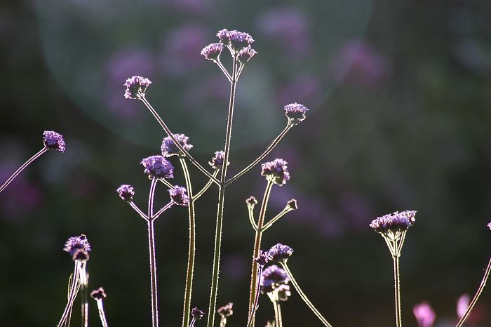 Verbena Cheering Hurray!