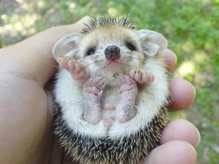 Hedgehog