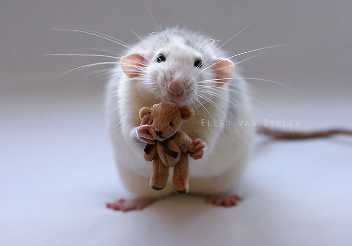 Rat With A Teddy