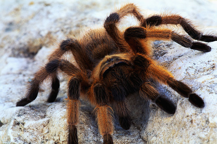 Tarantula