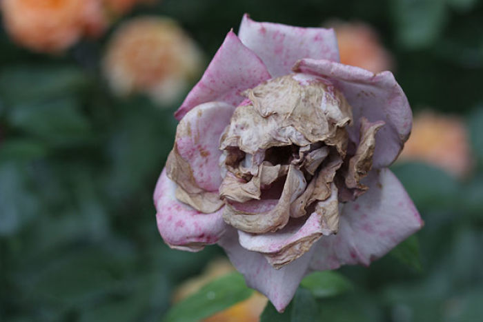 Skull Rose
