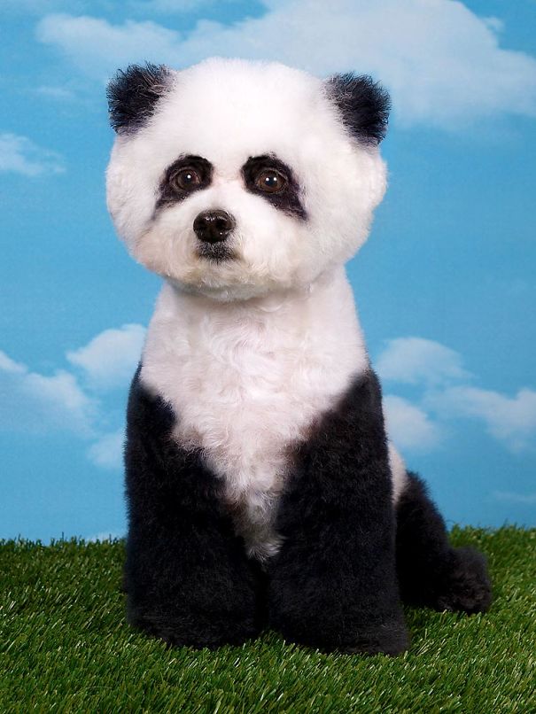 21 Creatively Groomed Dogs To Make You Smile 21 Creatively Groomed Dogs To Make You Smile