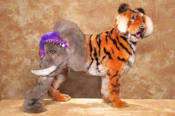 21 Creatively Groomed Dogs To Make You Smile 21 Creatively Groomed Dogs To Make You Smile