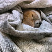 elise.arodburford avatar