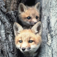 simonewilliams avatar