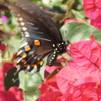 kristle.holloway avatar