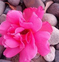 elizabeth.fernberg avatar