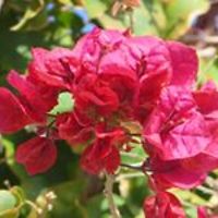 myearsarealite avatar