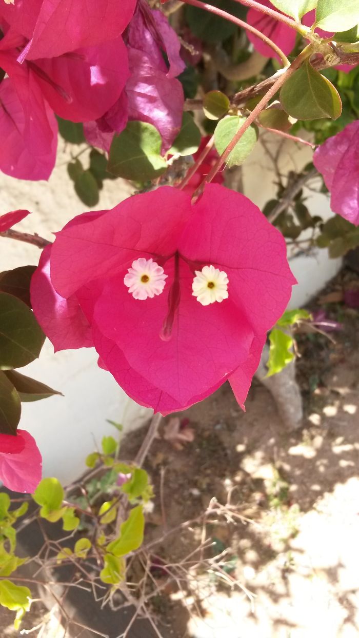 Stearring Bourgainvillae