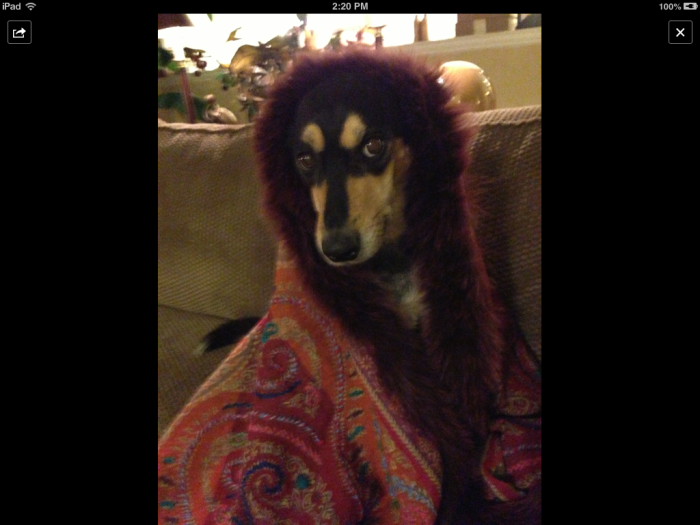 Minnie - Half Kelpie And Half Terrier