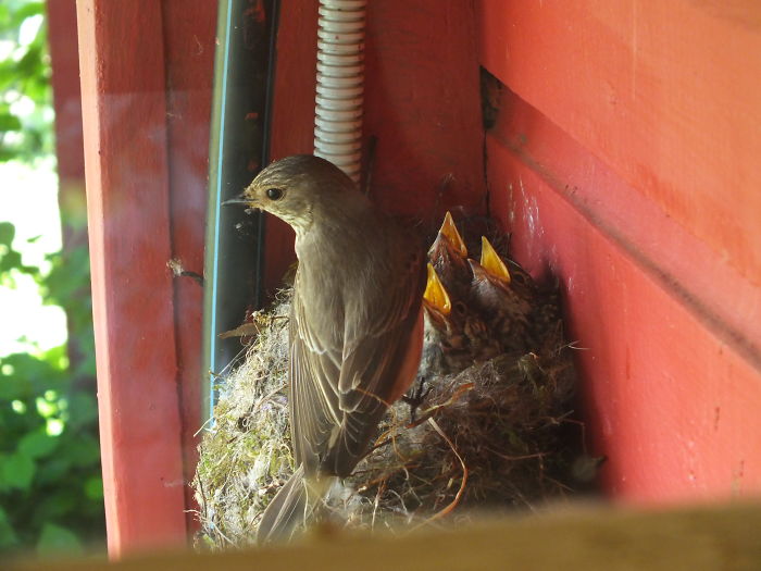 Mom Feeding Her Babies