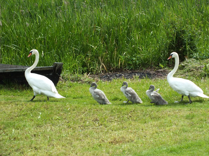 Father, Kids And Mother.