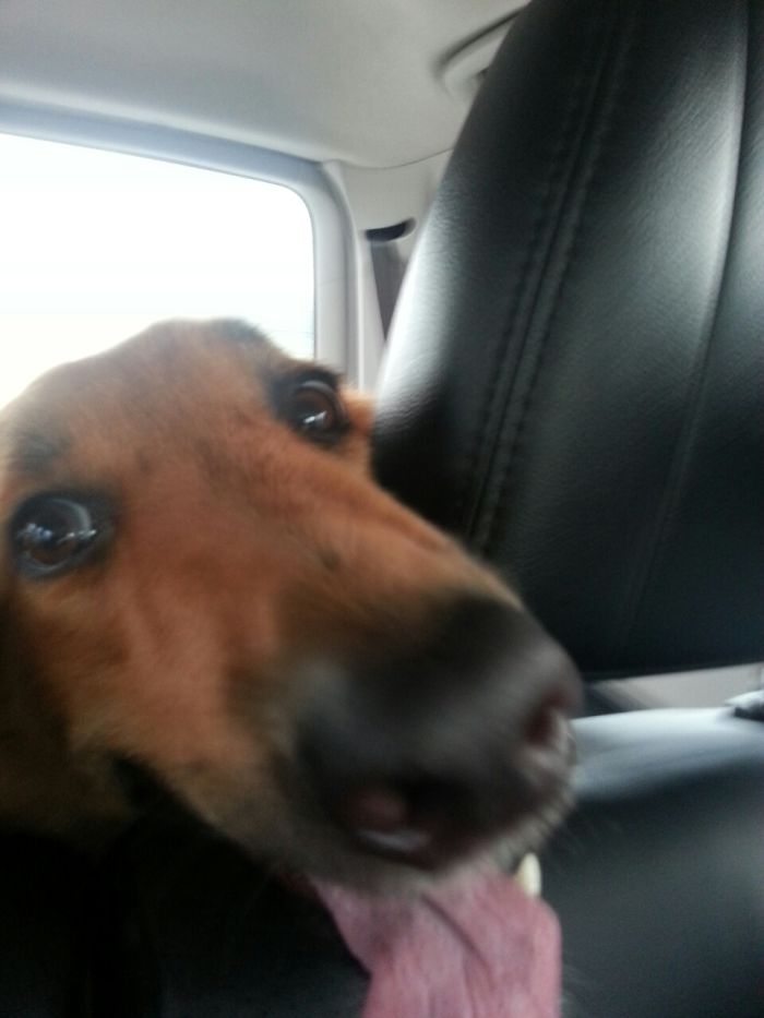 Honey The Gsd Going For A Car Ride :)