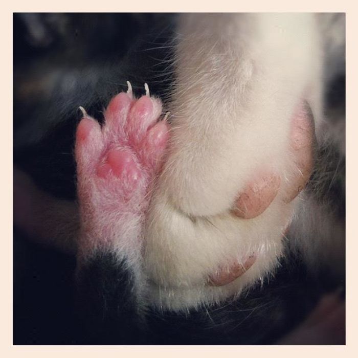 Mama Cat And Her Baby.