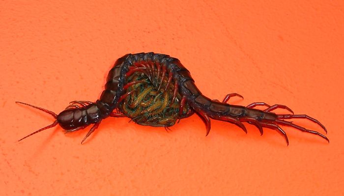 Scolopendra Mama And Offspring