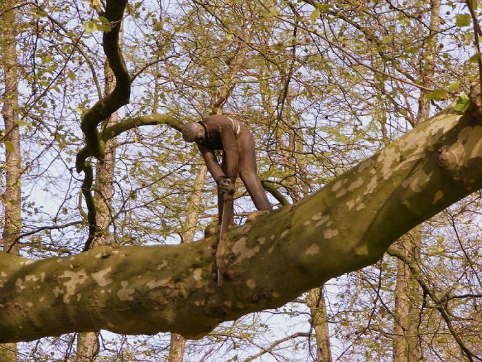 Cutting A Tree Branch In Amsterdam