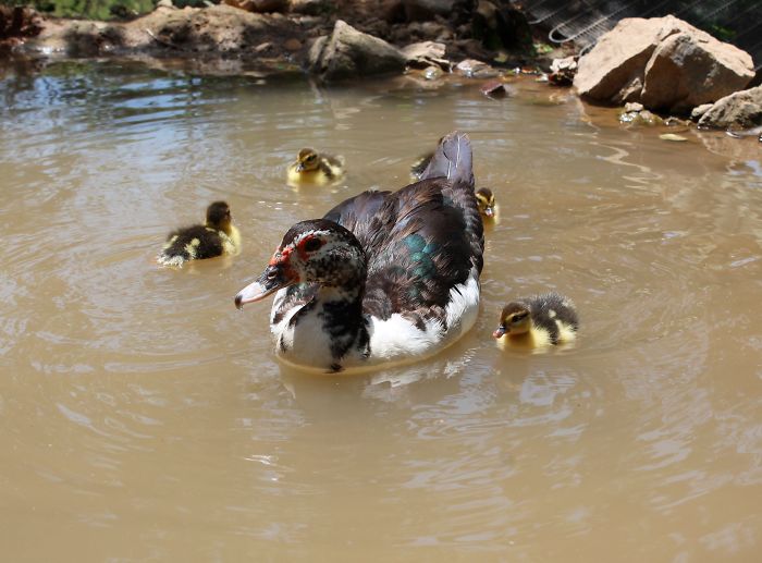 The Small Well Of The Ducks