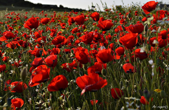 Poppy Flowers