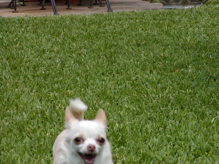 #6 1/2 Ginger's Always Happy After She Nibbles Your Ankles ! Grrr!