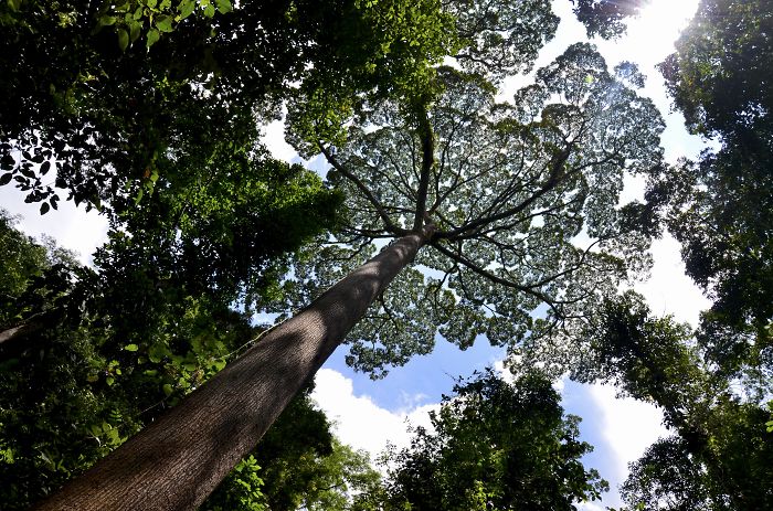 Kinabalu National Park, Borneo