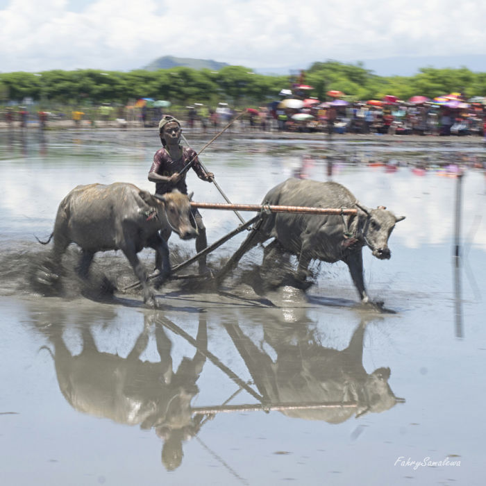 Barapan Kebo (bufallo Race), Sumbawa, Indonesia