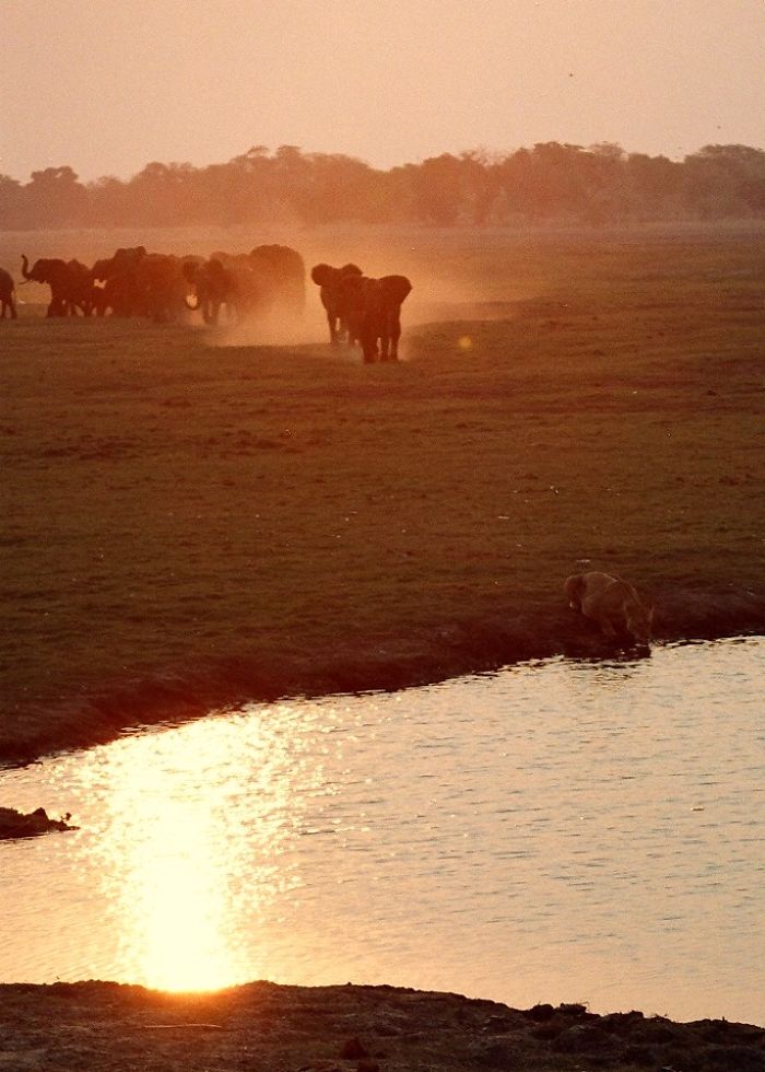 Sunset At Chobe National Park, Botswana