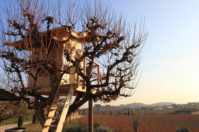 A Treehouse In The Italian Region Of Vineyards - Valpolicella