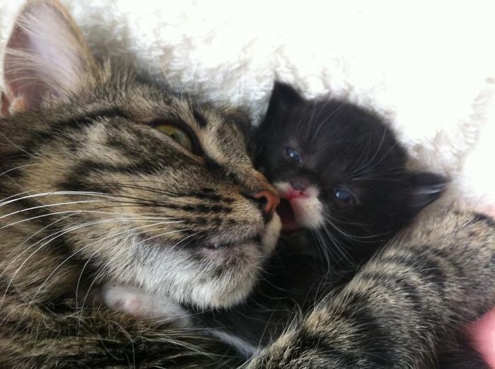 Mother And Kitten Cuddle Times