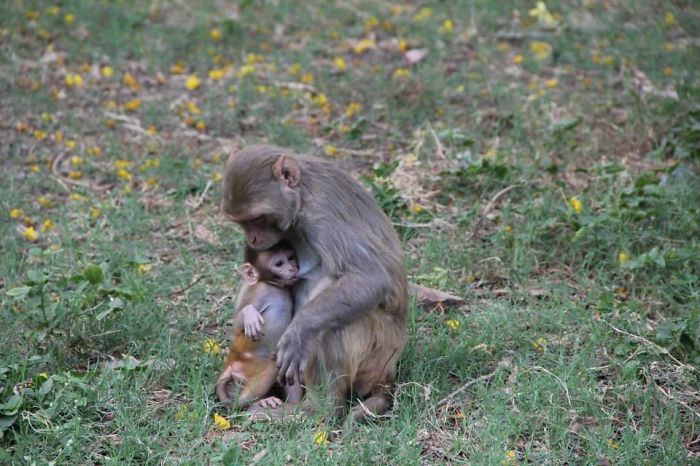 Monkey Breast Feeding At Taj Mahal Entrance, India
