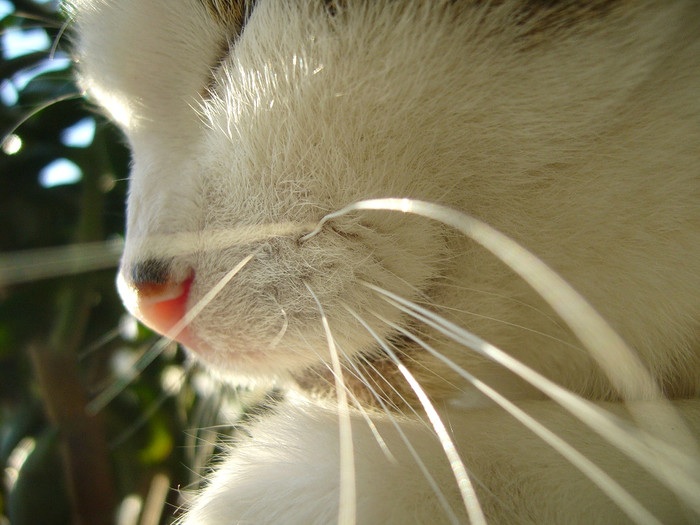 Puck, Old Girl Always Enjoyed Her 'zen' Moment A.k.a. : Nap