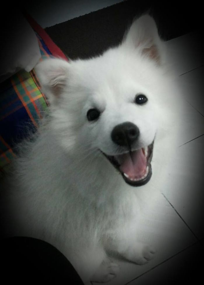 When A Little Dog Smile..