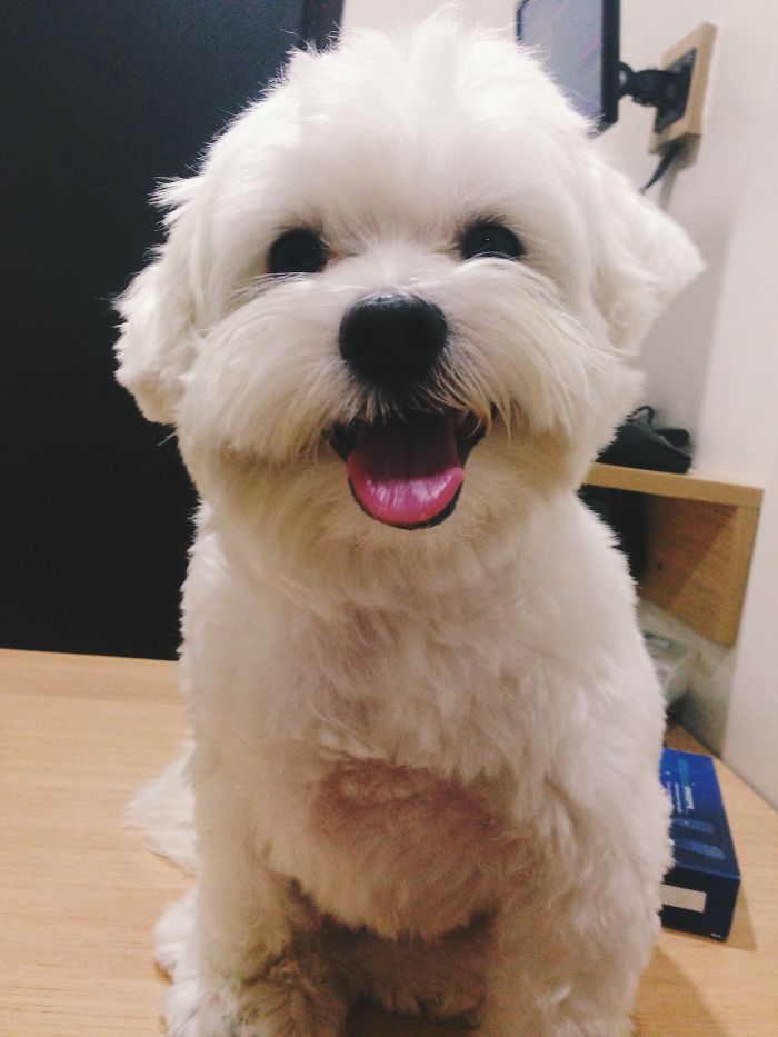 Bentley - The Happy Maltese