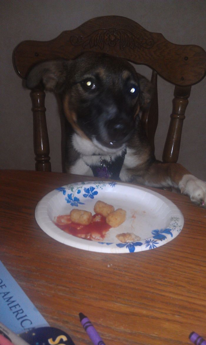 She's Not A "dog" She Is A Lady.