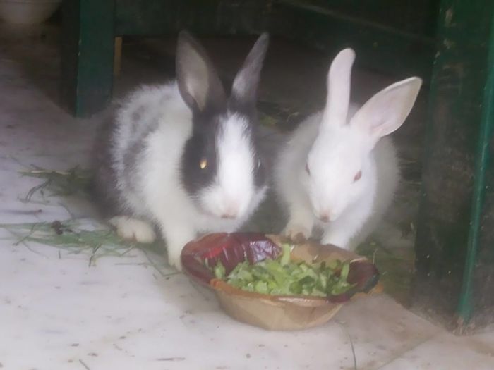 My Friend Cute Rabbits