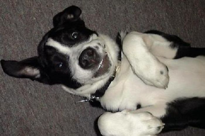 Howard "barn Yard P. Wiggles" Pickles, The Best Dog In The World.