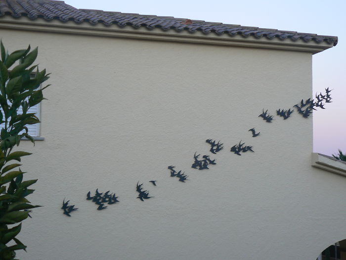 Flock Of Swallows, By Marc GraÑÉn