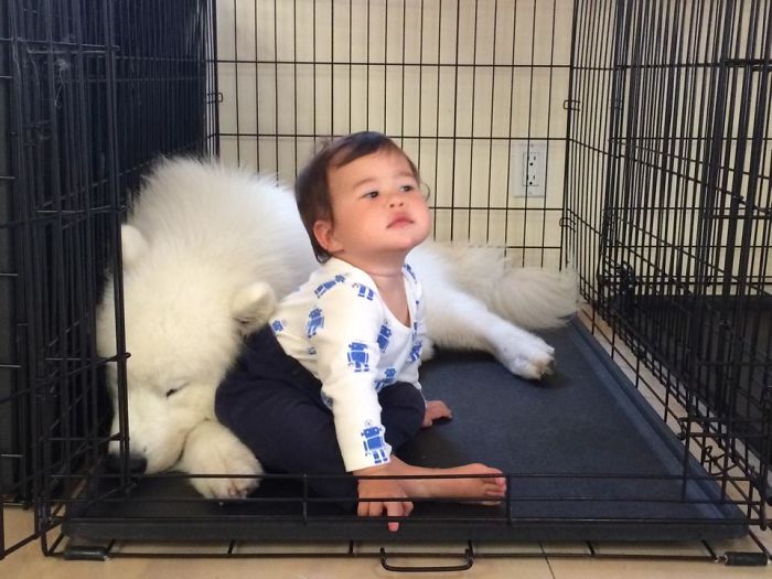 Misha And Floppybear In Kennel