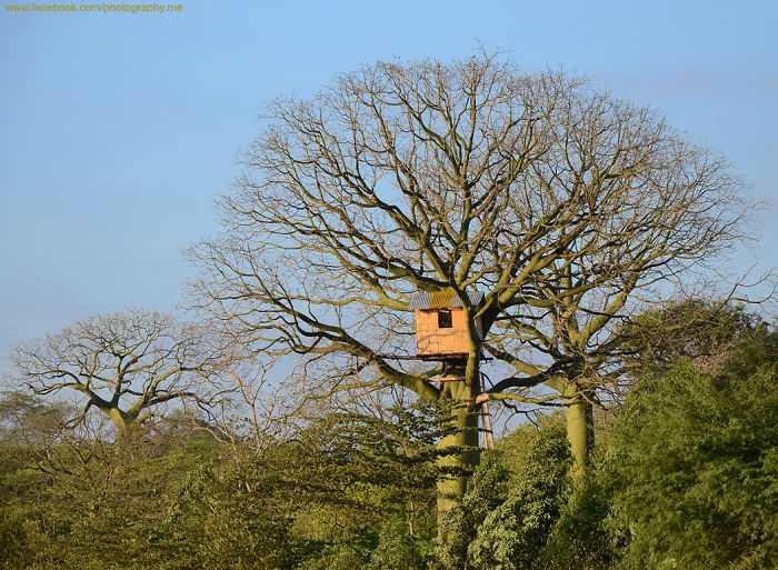 Treehouse, Ceibo Trichistandra Tree, Dry Forest, Guayas-ecuador