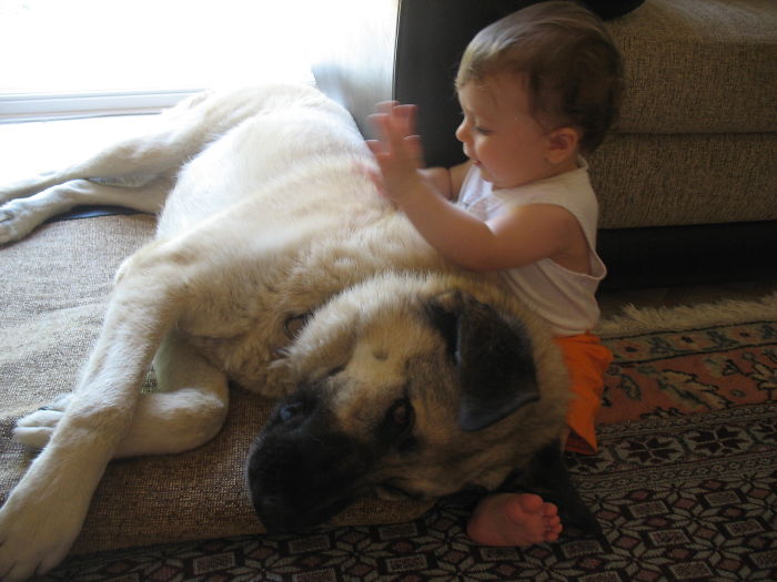 Simla And The Kangal Mix Frodo.