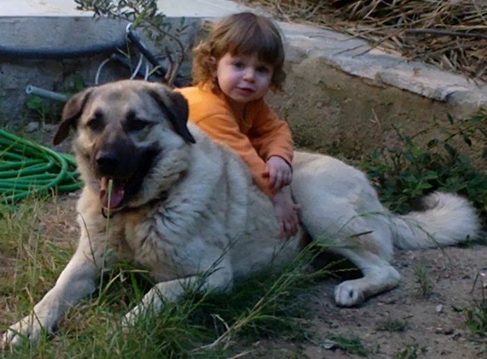 Simla And The Kangal Frodo