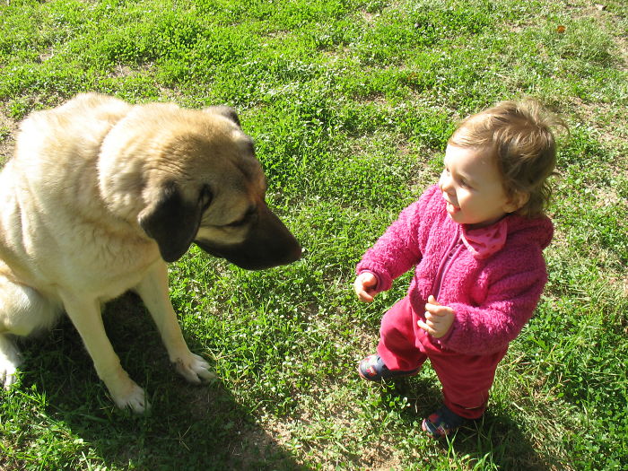 Simla And The Kangal Frodo