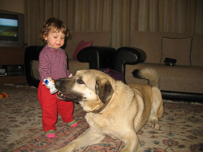 Simla And The Kangal Frodo