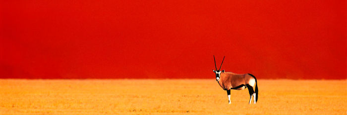 Gemsbok In The Namib
