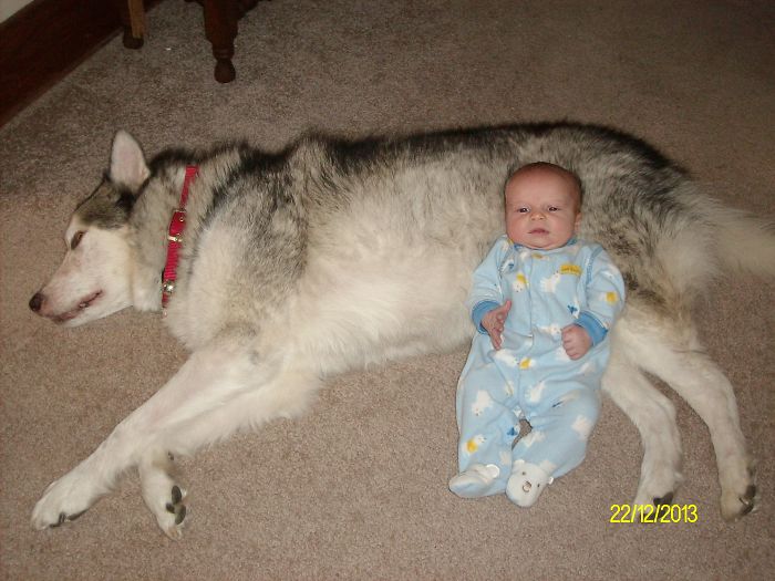 Love My Malamute Pillow