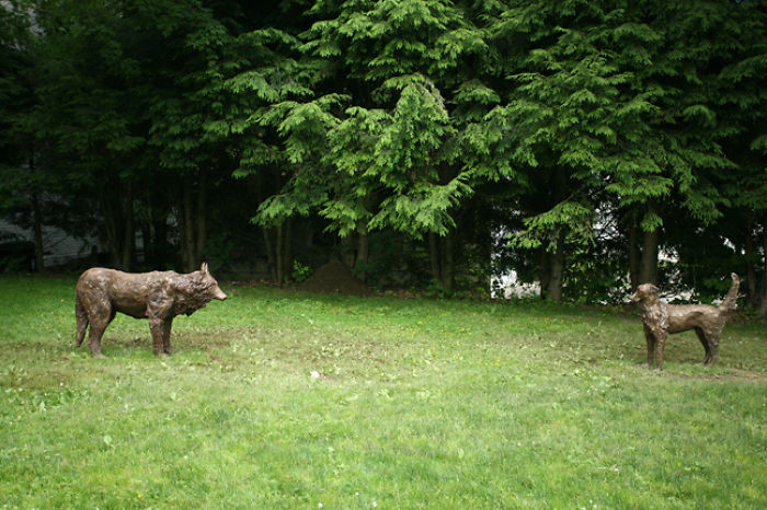 Encounter: Wolf, Dog